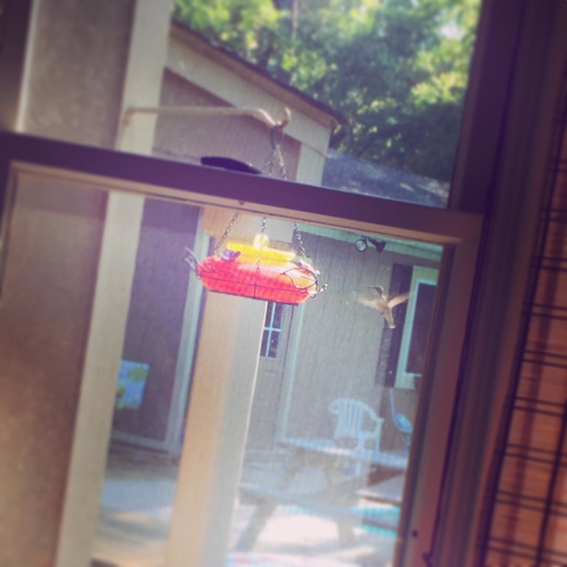Finally…..a visitor. #hummingbird #makesmehappy