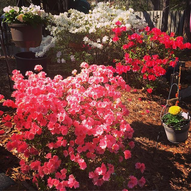 Backyard beautiful. #azaleas🌺 #springinnc #thankGodforflowers